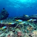 coral_hard_jk_h_0705_png0702.jpg